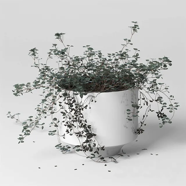 ib_indoor plant_Soleirolia Free Download