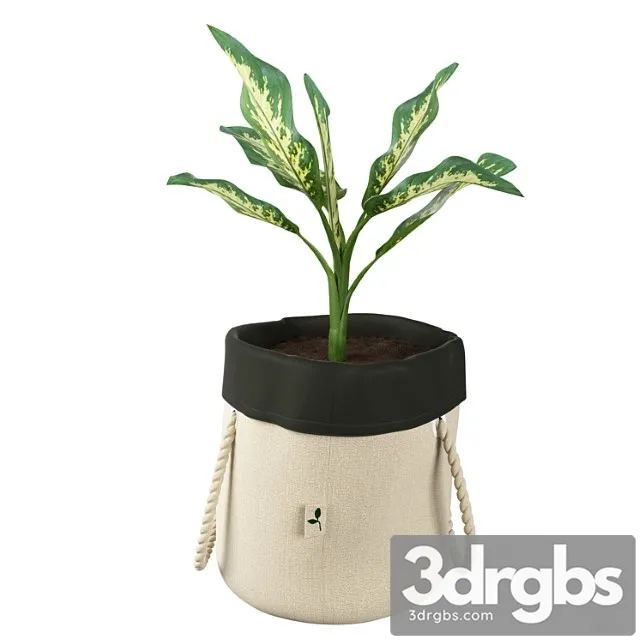 Ikea botanisk dieffenbachia