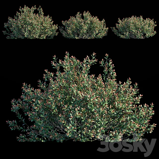 Ilex Crenata 3D Model