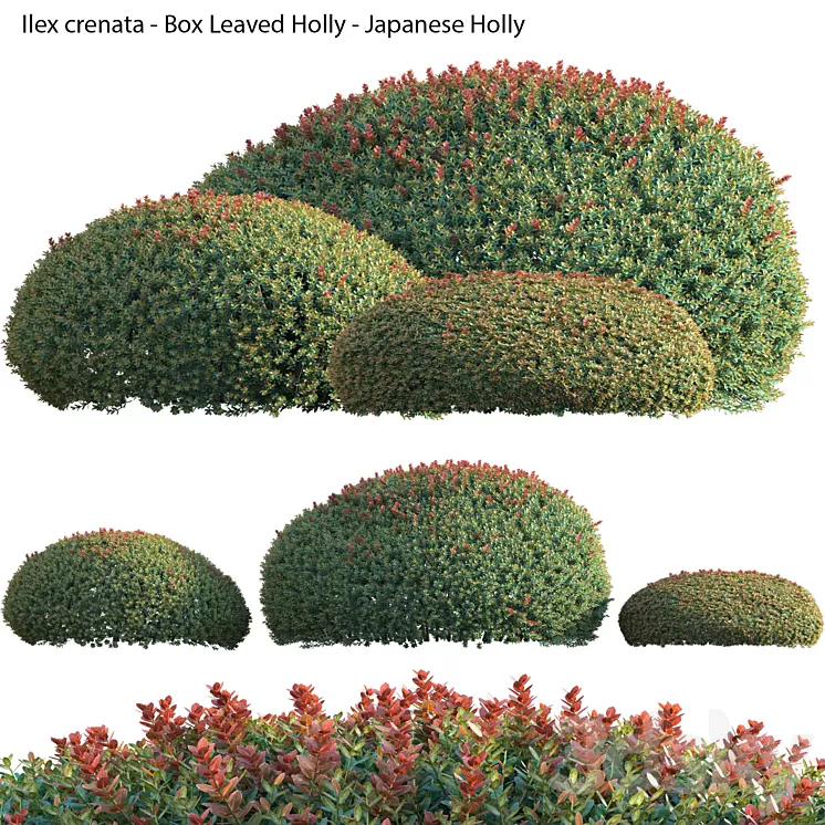Ilex crenata - Box Leaved Holly - Japanese Holly - 02 3D Model Free