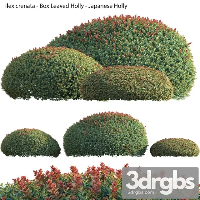 Ilex crenata - box leaved holly - japanese holly - 02