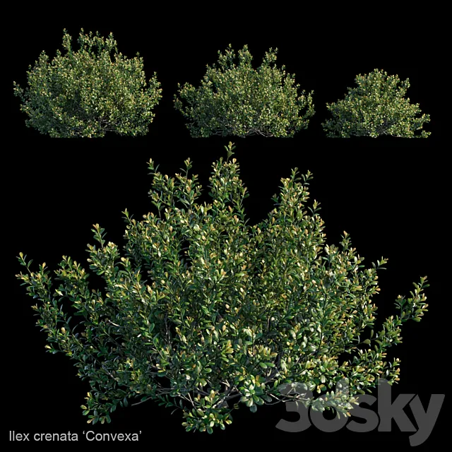 Ilex crenata | Convexa 3D Model