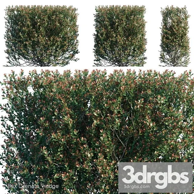 Ilex Crenata Hedge 3D Model Free