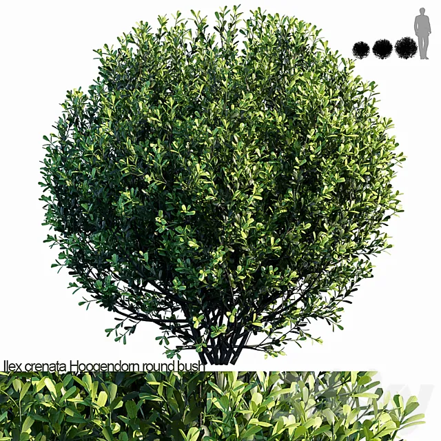 Ilex crenata Hoogendorn_round bush 3DModel