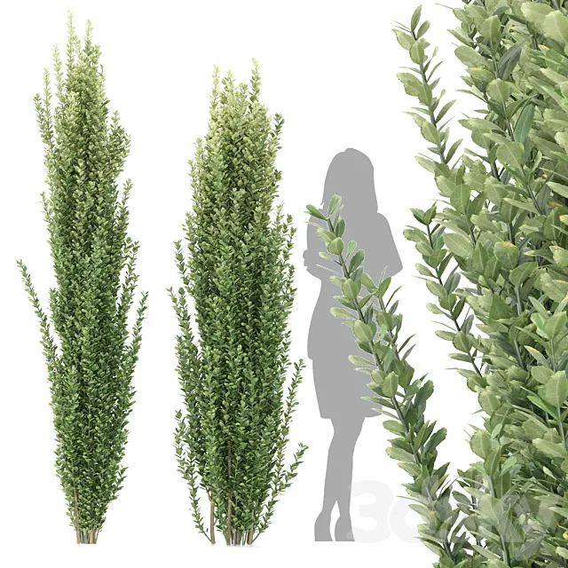 Ilex crenata tree 3D Model