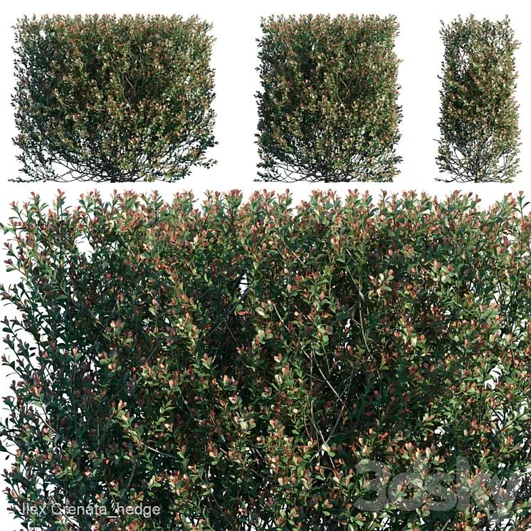 Ilex Crenata_hedge 3D Model