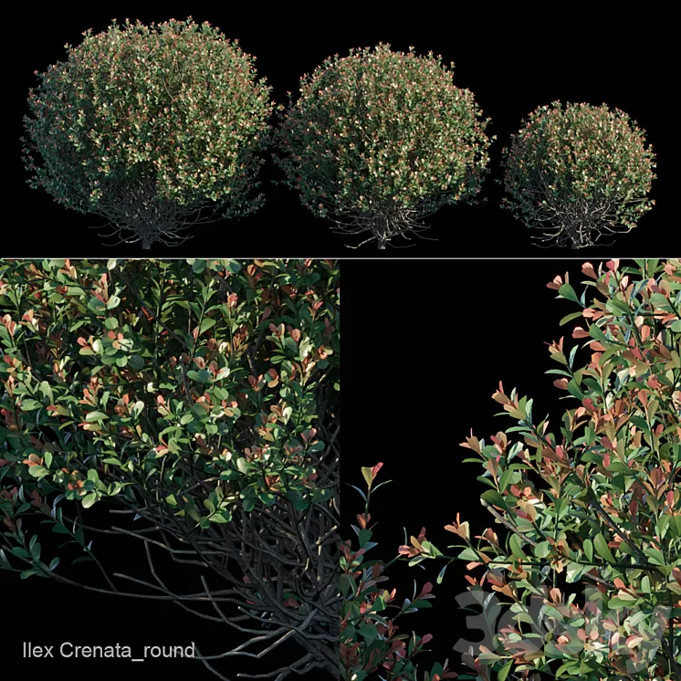 Ilex Crenata_round bush 3D Model