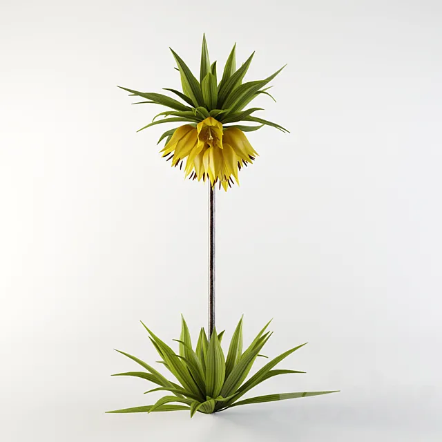 Imperial Fritillaria 3D Model