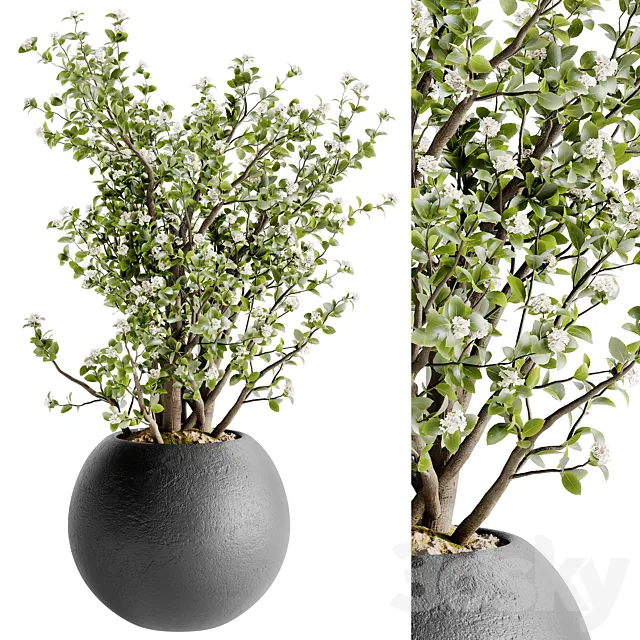 Indoor Bonsai Plants 36 3D Model