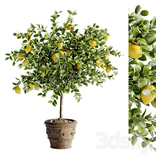 Indoor Bonsai Plants 46 3D Model