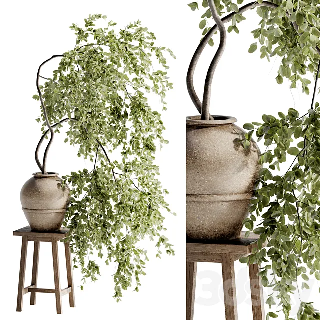 Indoor Bonsai Plants 47 3D Model