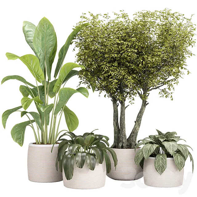 Indoor collection Plants 04 3D Model