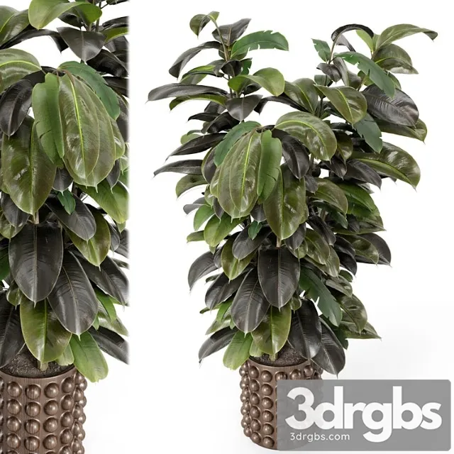 Indoor ficus plant in circle wooden pot - set 1029