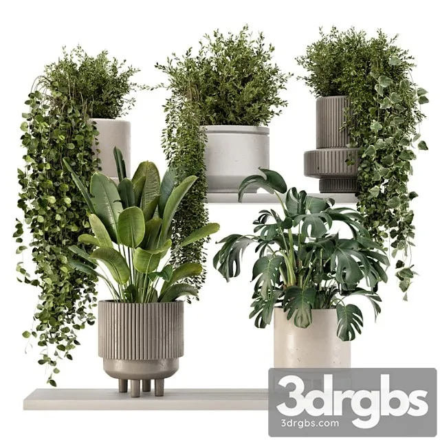 Indoor hanging plants in rusty concrete pot - set 909