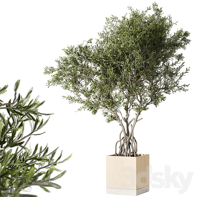 Indoor living plant in a pot 05 3D Model