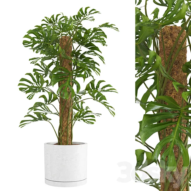 Indoor Monstera Plant 3D Model