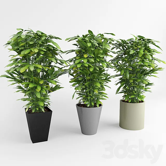 Indoor ornamental plants 3DModel
