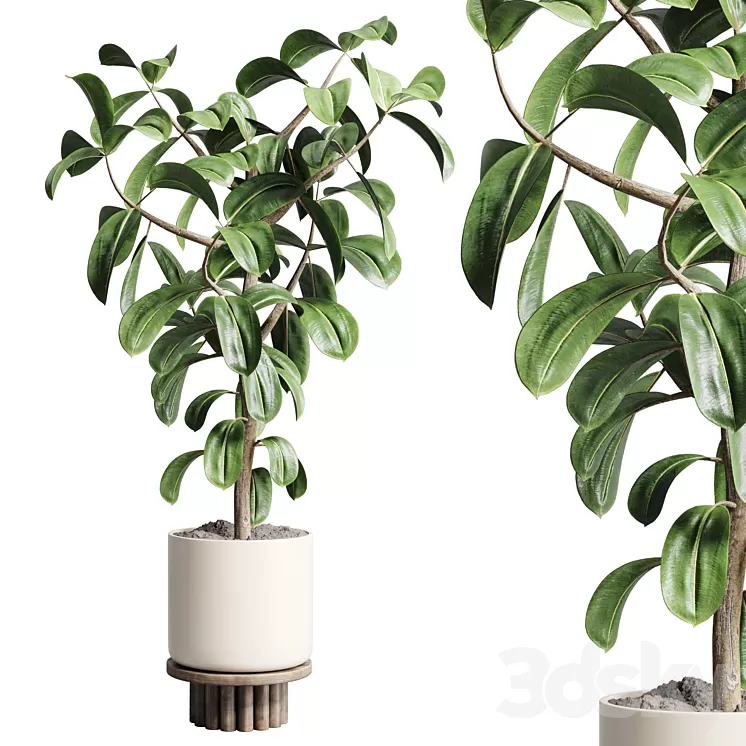 Indoor outdoor plant 106 wood vase pot ficus rubbery 3D Model Free