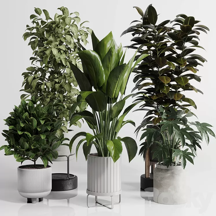 Indoor Outdoor plant Set 289 plant ficus rubbery tree vase dirty concrete 3D Model Free