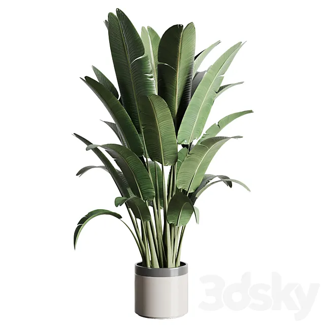 indoor outdoor plants 157 pot palnt ravenala concrete vase 3D Model
