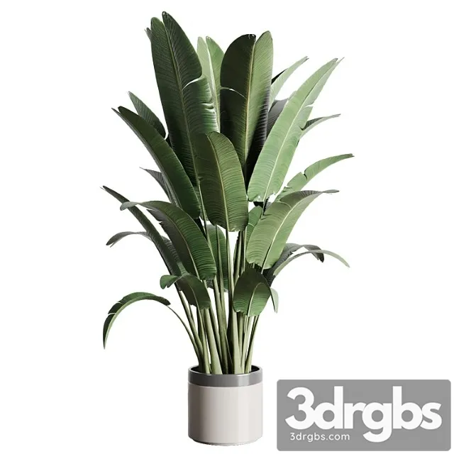 Indoor outdoor plants 157 pot palnt ravenala concrete vase