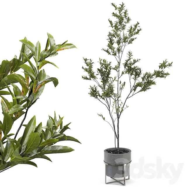 indoor plant 004 3D Model