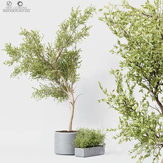 Indoor Plant 010 3D Model