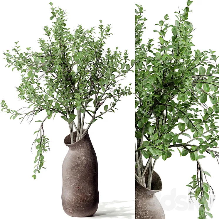 Indoor plant 02 3D Model Free
