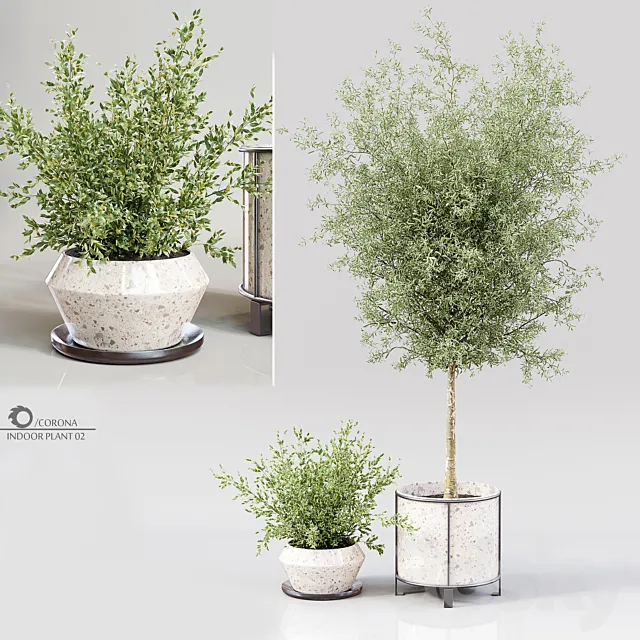 Indoor Plant 02 3DModel