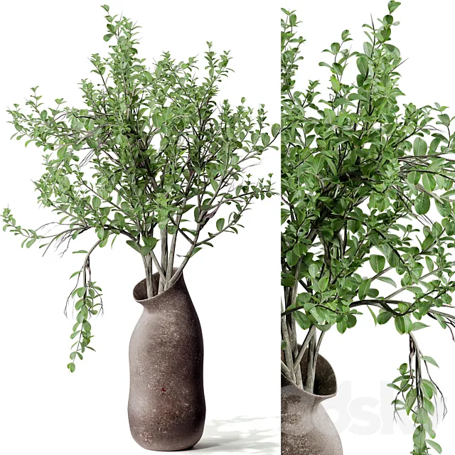 Indoor plant 02 3DModel