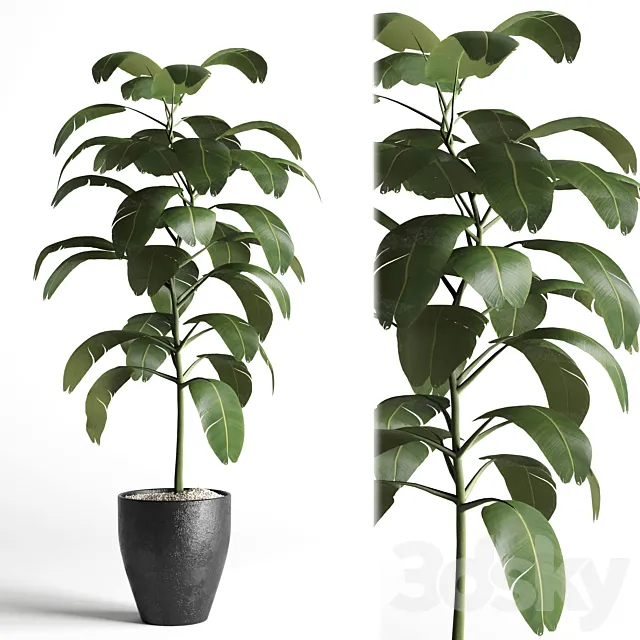 indoor plant 03 3DModel