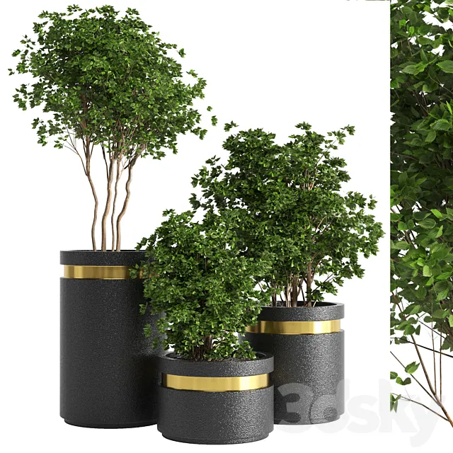 indoor plant 05 3DModel