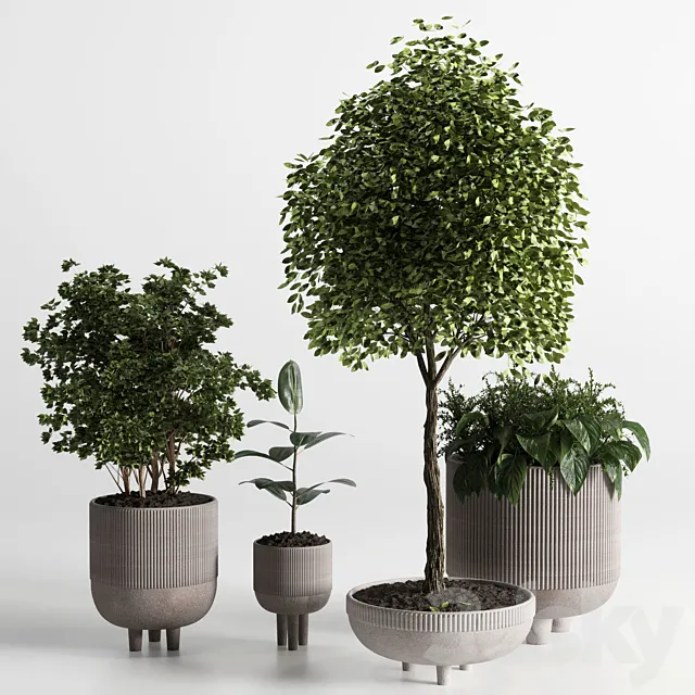 Indoor plant 12 3D Model