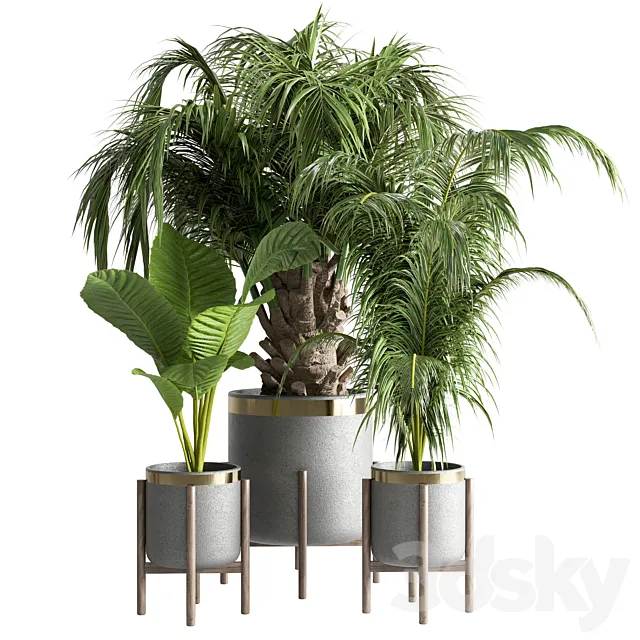 indoor plant 13 3DModel