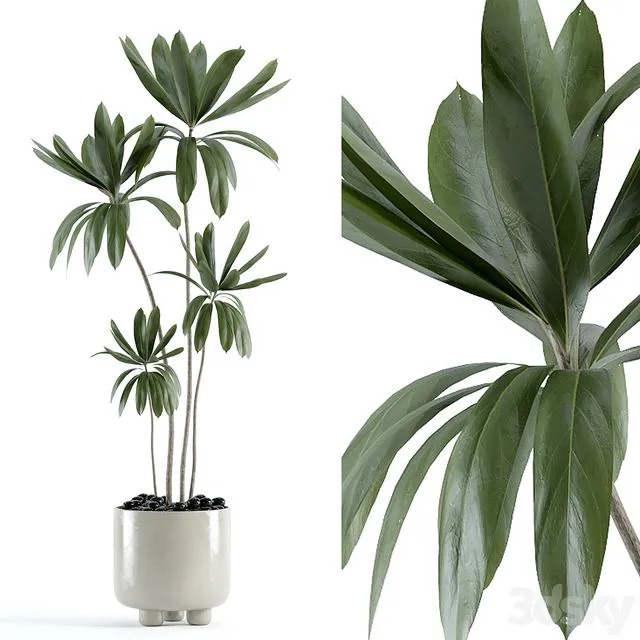 indoor plant 145 3D Model