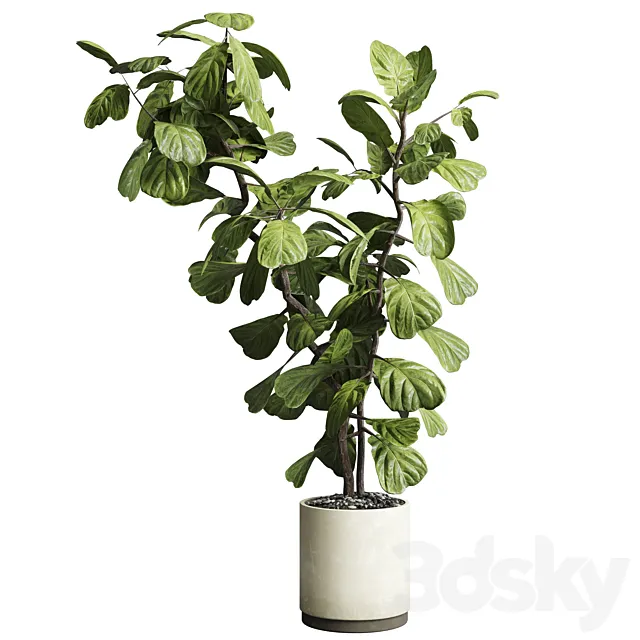Indoor plant 149 plant ficus lyrata concrete vase 3D Model