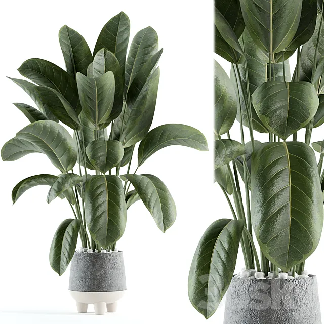 indoor plant 152 3D Model