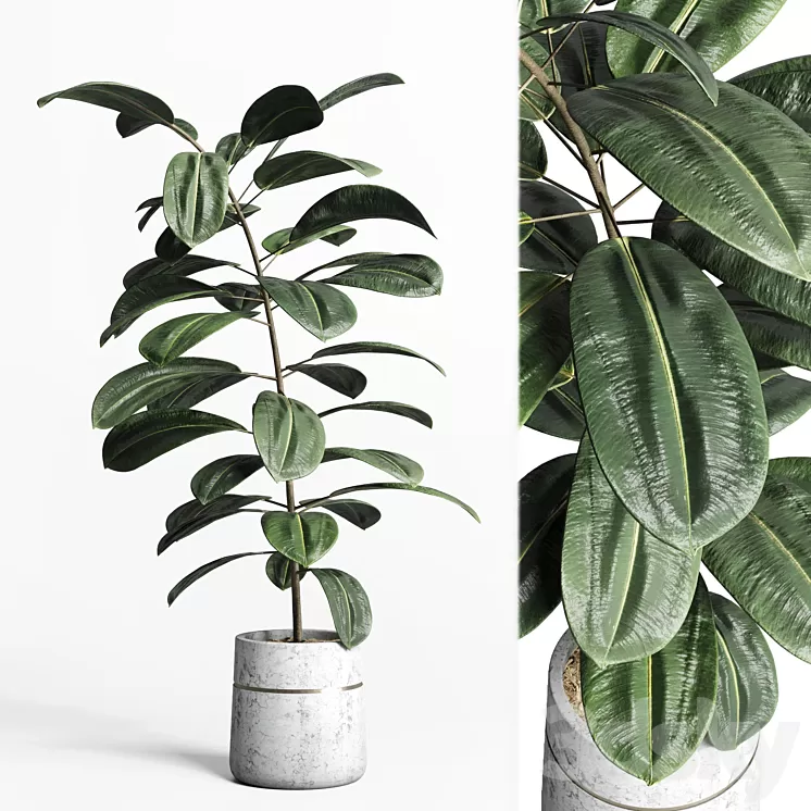 indoor plant 159 pot plant ficus rubbery concrete dirt vase 3D Model Free