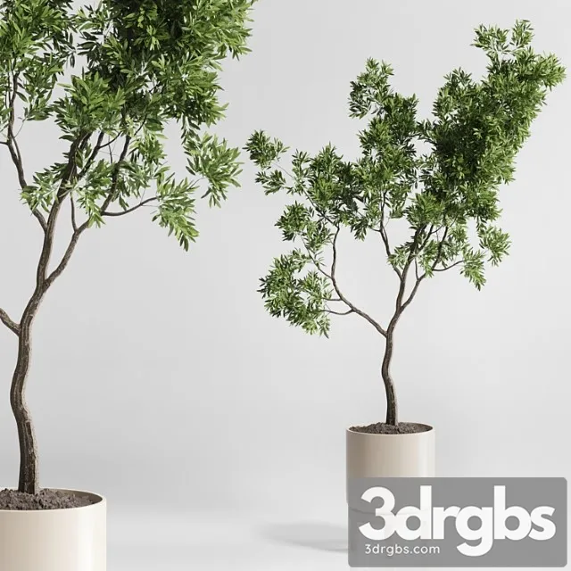 Indoor plant 176 wooden vase plant tree pot