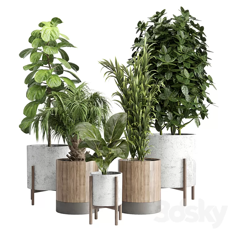 Indoor plant 20 3D Model