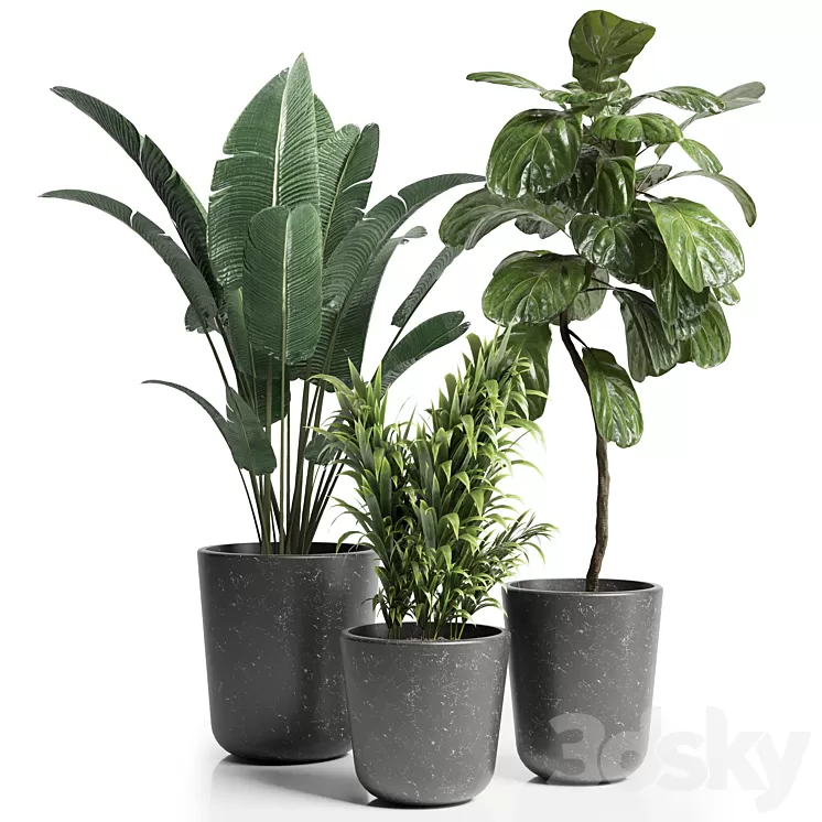 Indoor plant 21 3D Model