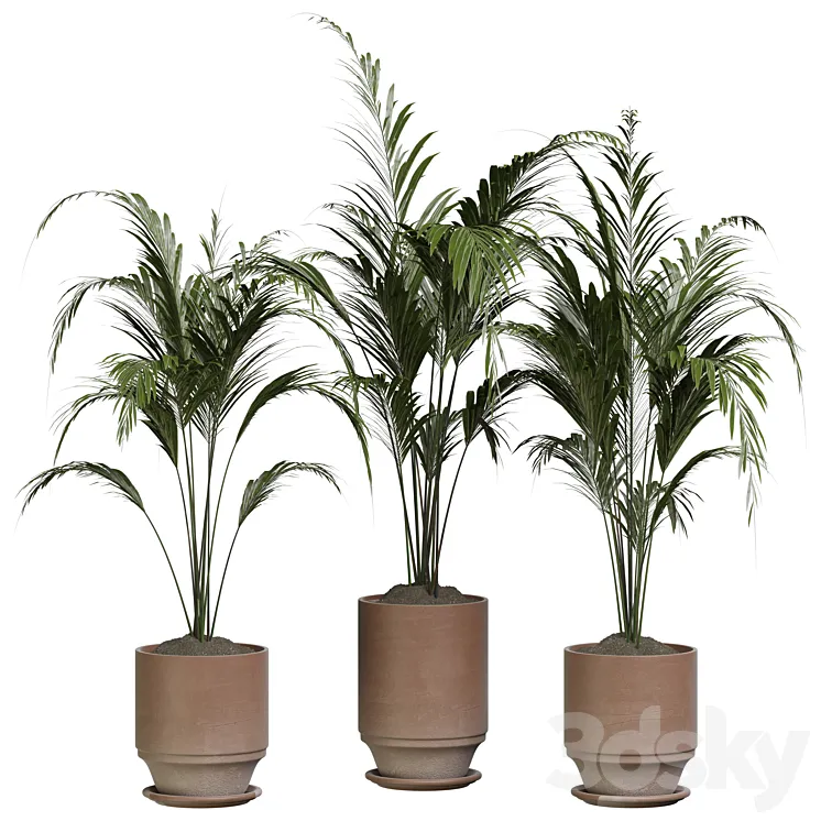 indoor Plant 286 3D Model Free