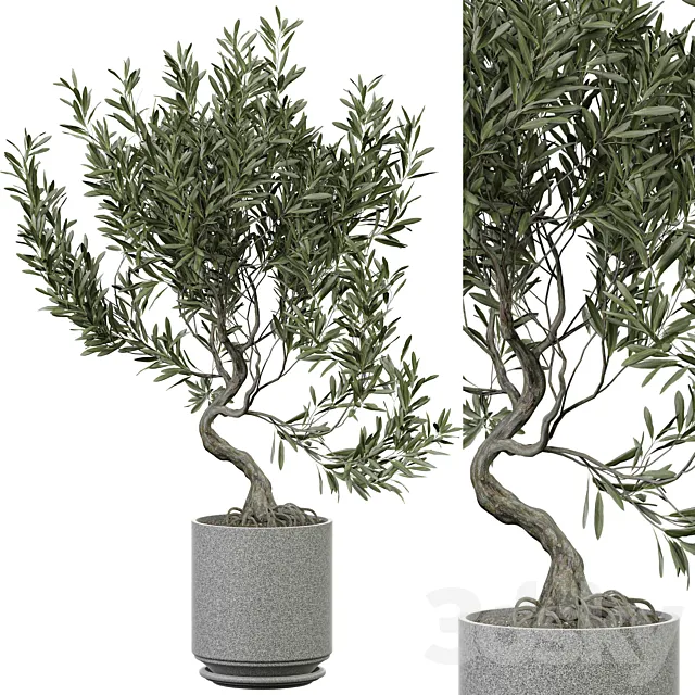 indoor Plant 373 3D Model