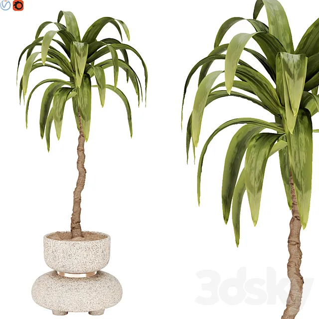 indoor plant 38 3D Model