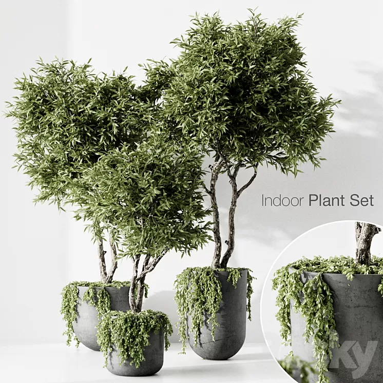 indoor plant 3D Model Free