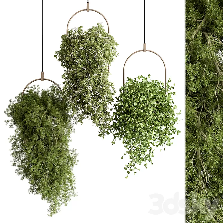 indoor Plant 438 - Hanging Plants 3D Model Free