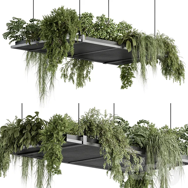indoor Plant 443 - Hanging Plants 3D Model