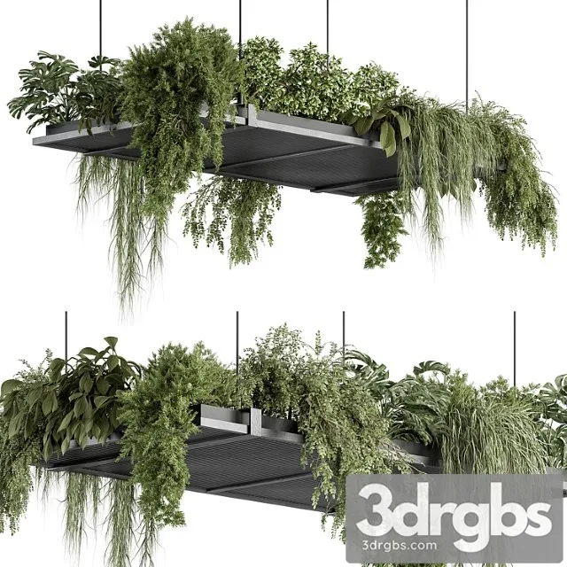 Indoor plant 443 - hanging plants