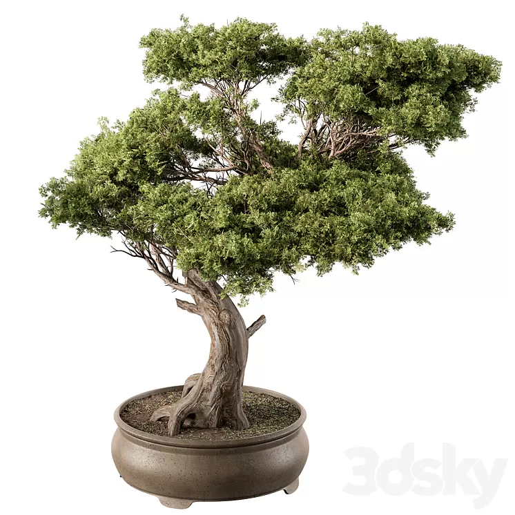indoor Plant 451 - Bonsai Plant 3D Model Free