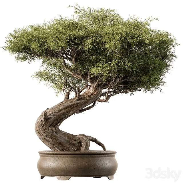 indoor Plant 452 - Bonsai Plant 3D Model
